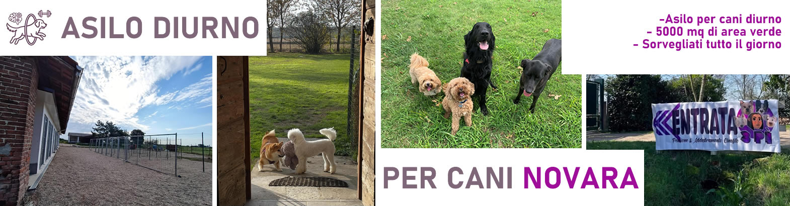 Un'asilo diurno per cani per il benessere dei tuoi cani a Novara