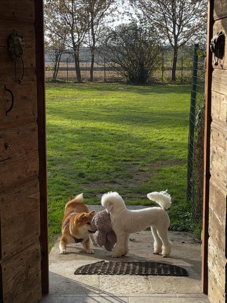 cani