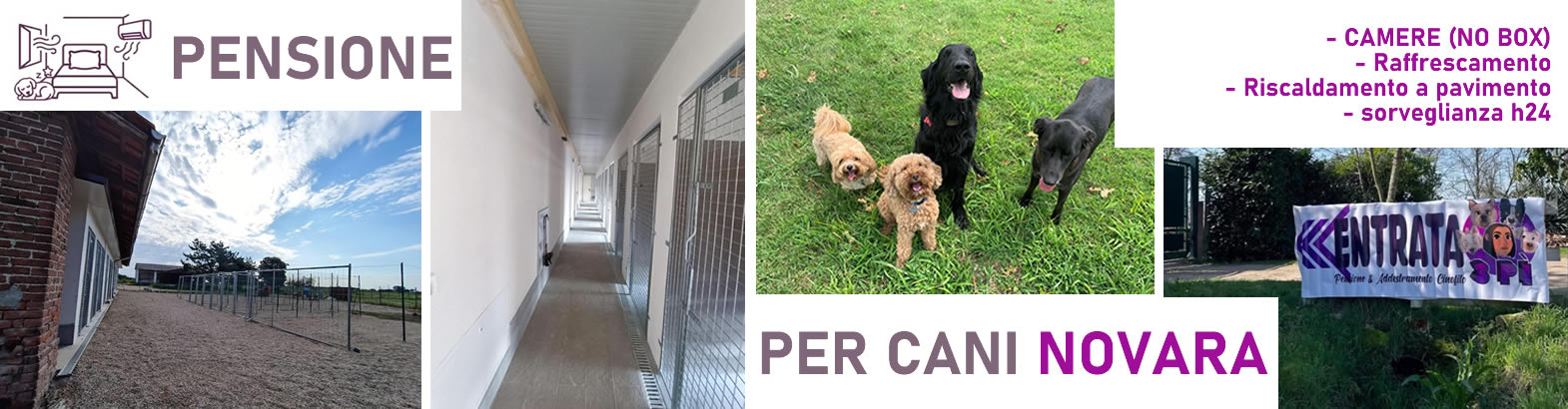 Pensione per Cani a Novara: Comfort e Sicurezza